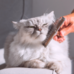 caída de pelo en gatos portada