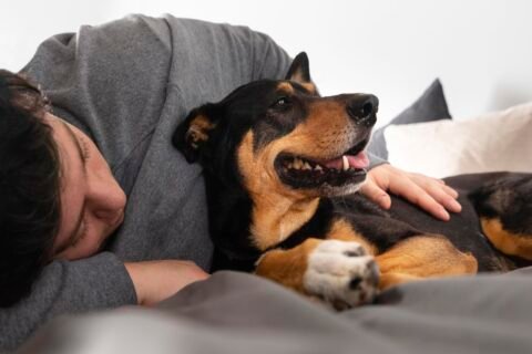 portada ansiedad por petardos en perros